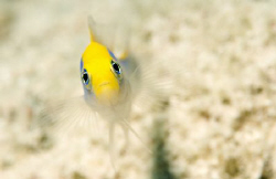 Dottyback by Dray Van Beeck 
